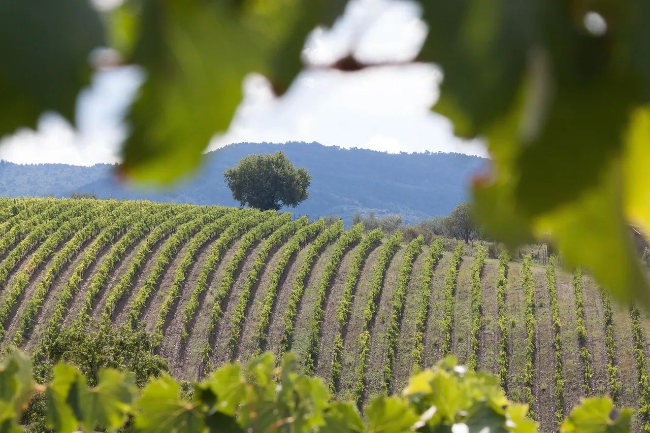 Rangs de vigne sur une colline, vus à travers un feuillage